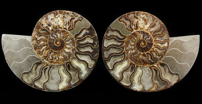 Cut & Polished Ammonite Fossil - Agatized #51242